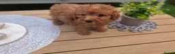 Caniche Toy perros en venta: Caniche toy  - Anuncio 16