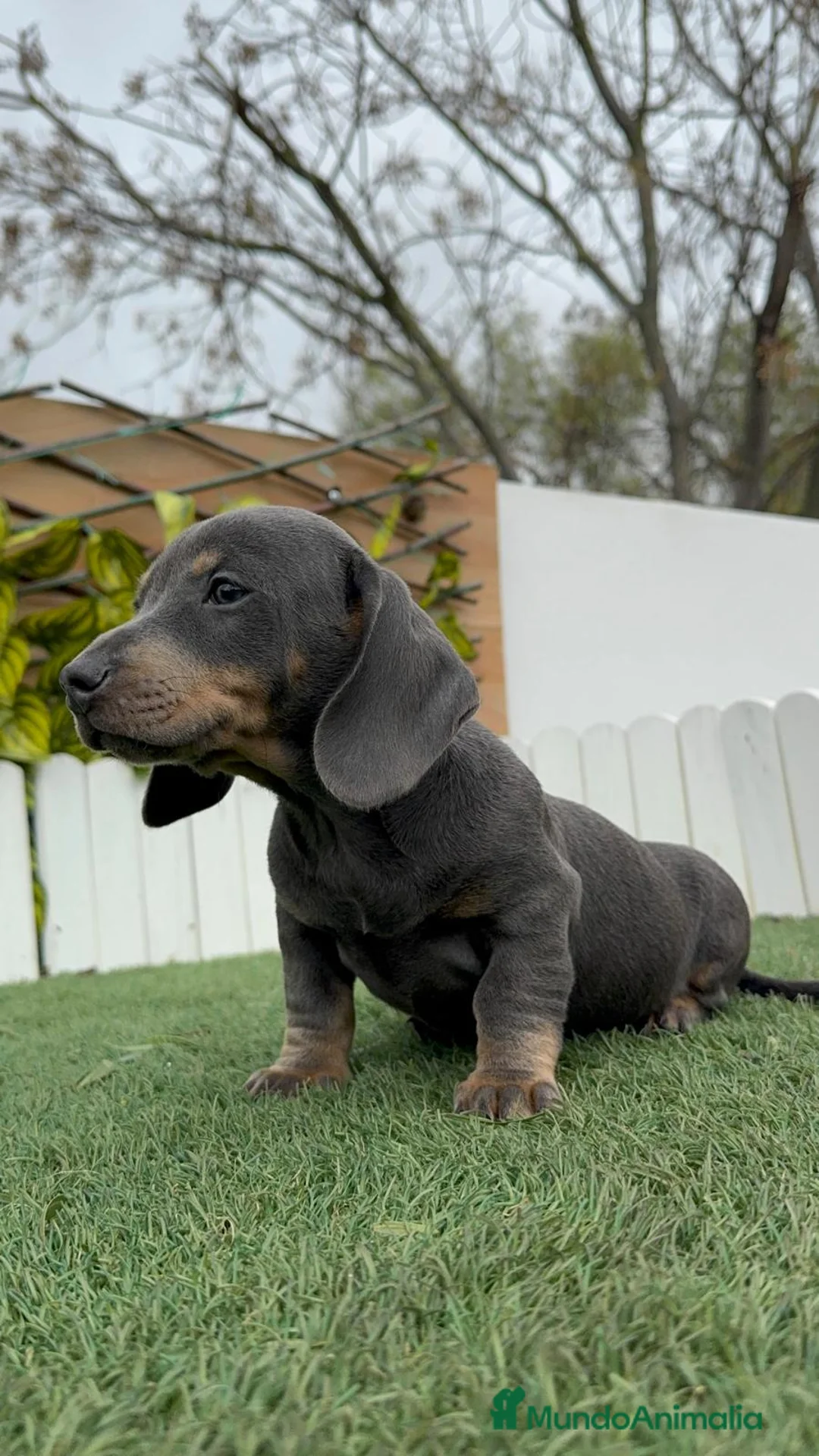 Teckel Miniatura perros en venta: TECKEL MINIATURA - Anuncio 4