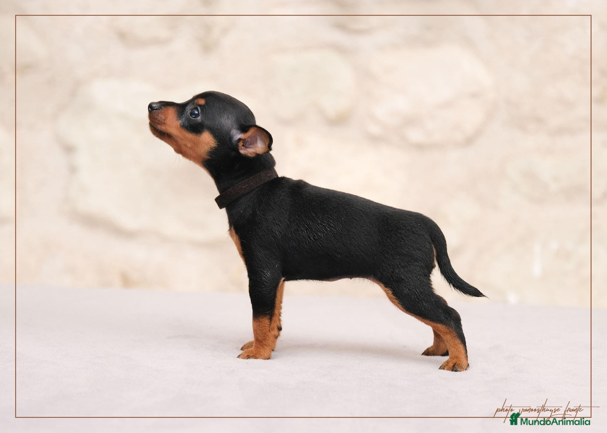 Pinscher Miniatura perros Pinscher Toy  en Ciudad Real - Anuncio 2
