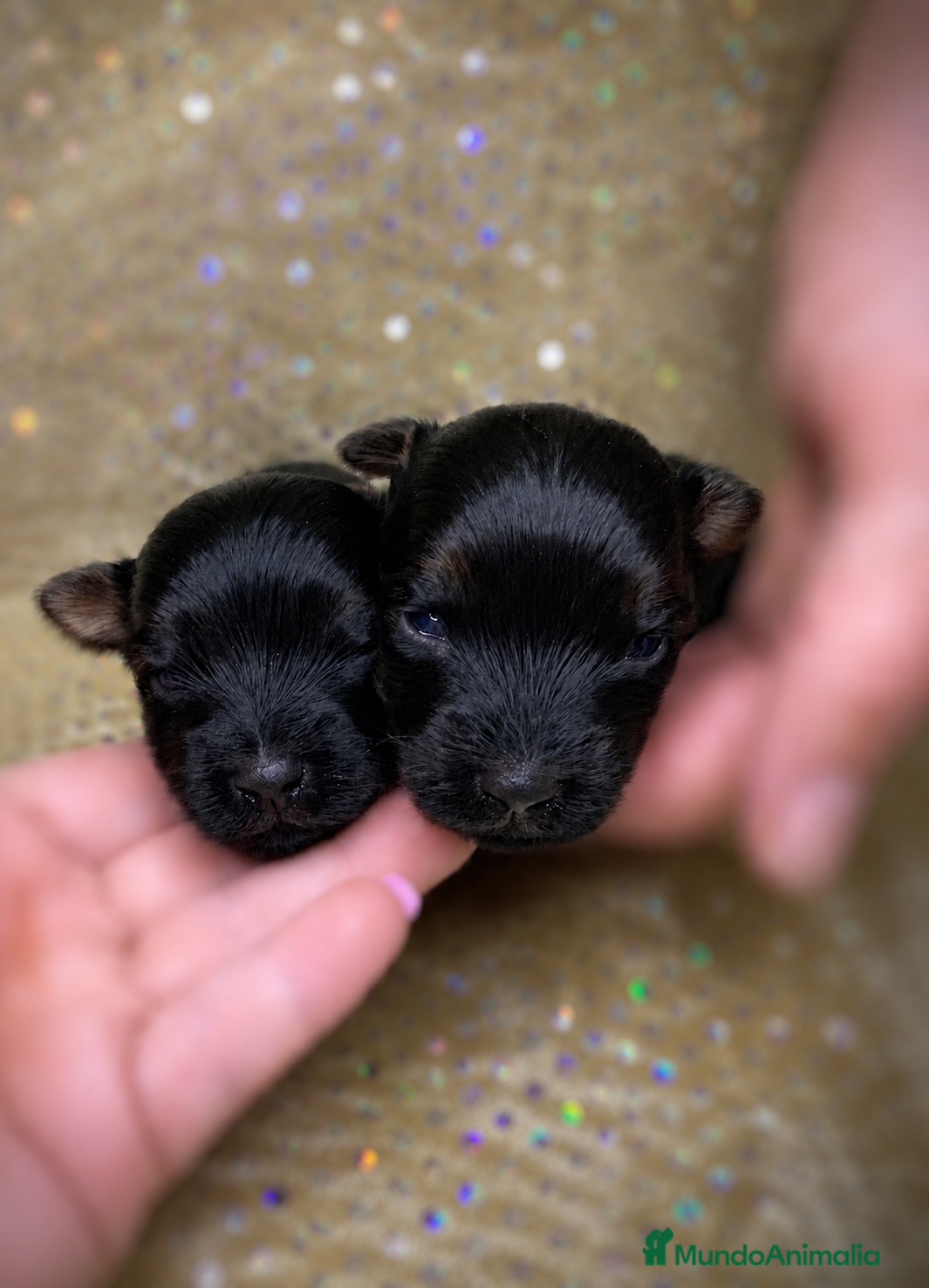 Yorkshire Terrier perros Niños de Yorkshire Terrier🩵 - Anuncio 4