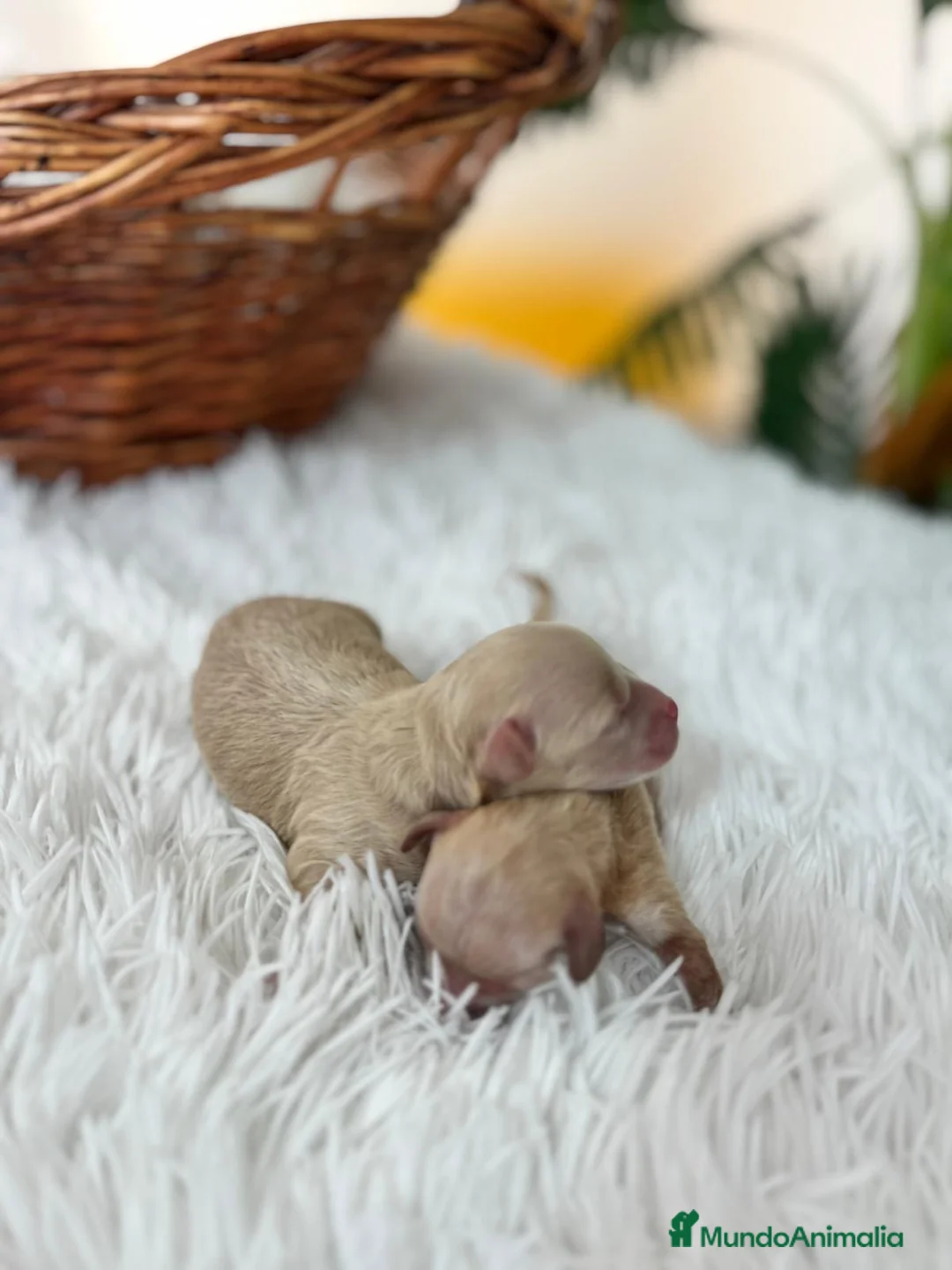 Maltipoo perros en venta: MALTIPOO HEMBRA - Anuncio 11