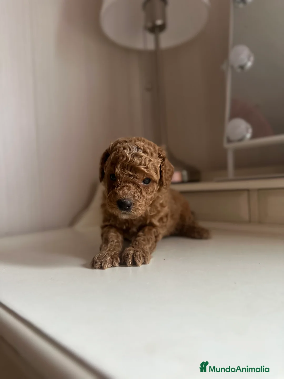 Caniche Enano perros en venta: Camada de caniche enano  - Anuncio 3