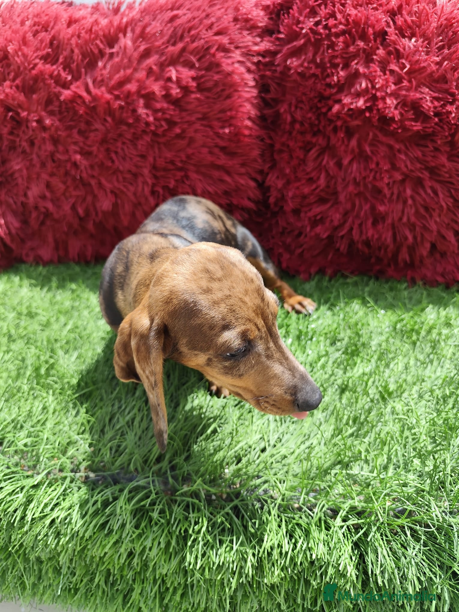 Teckel Miniatura perros en venta: Teckel Miniatura merle en Alicante - Anuncio 7
