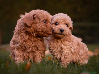 Caniche Toy perros Caniche Toy Rojo y Apricot - Anuncio 8