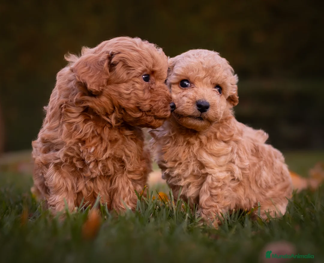 Caniche Toy perros en venta: Caniche Apricot  - Anuncio 1