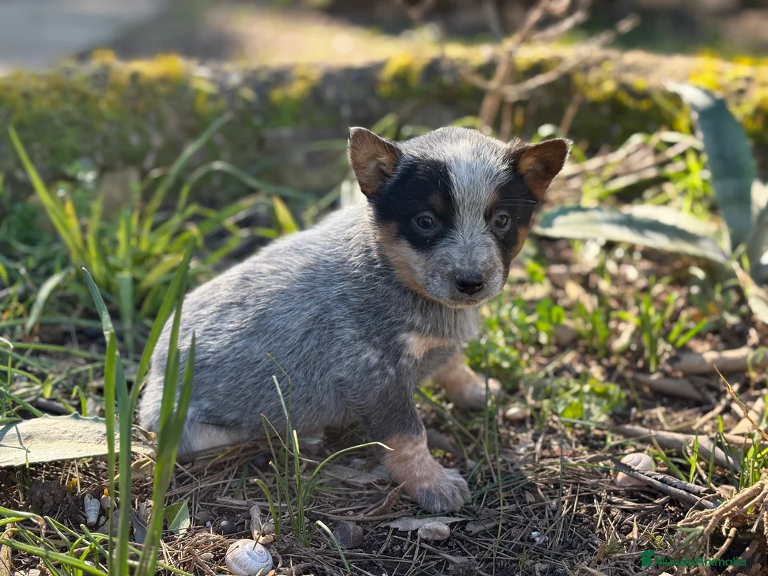 Boyero de Australia perros en venta: 🐾🐾🐾  Australian Cattle Dog 🐾🐾🐾 - Anuncio 4