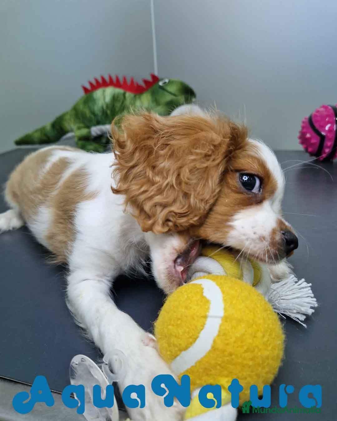 Cavalier King Charles Spaniel perros en venta: Cavalier Macho 0079 AQUANATURA  - Imagen 5