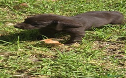 Labrador Retriever perros en venta: Labrador retriever  - Imagen 4