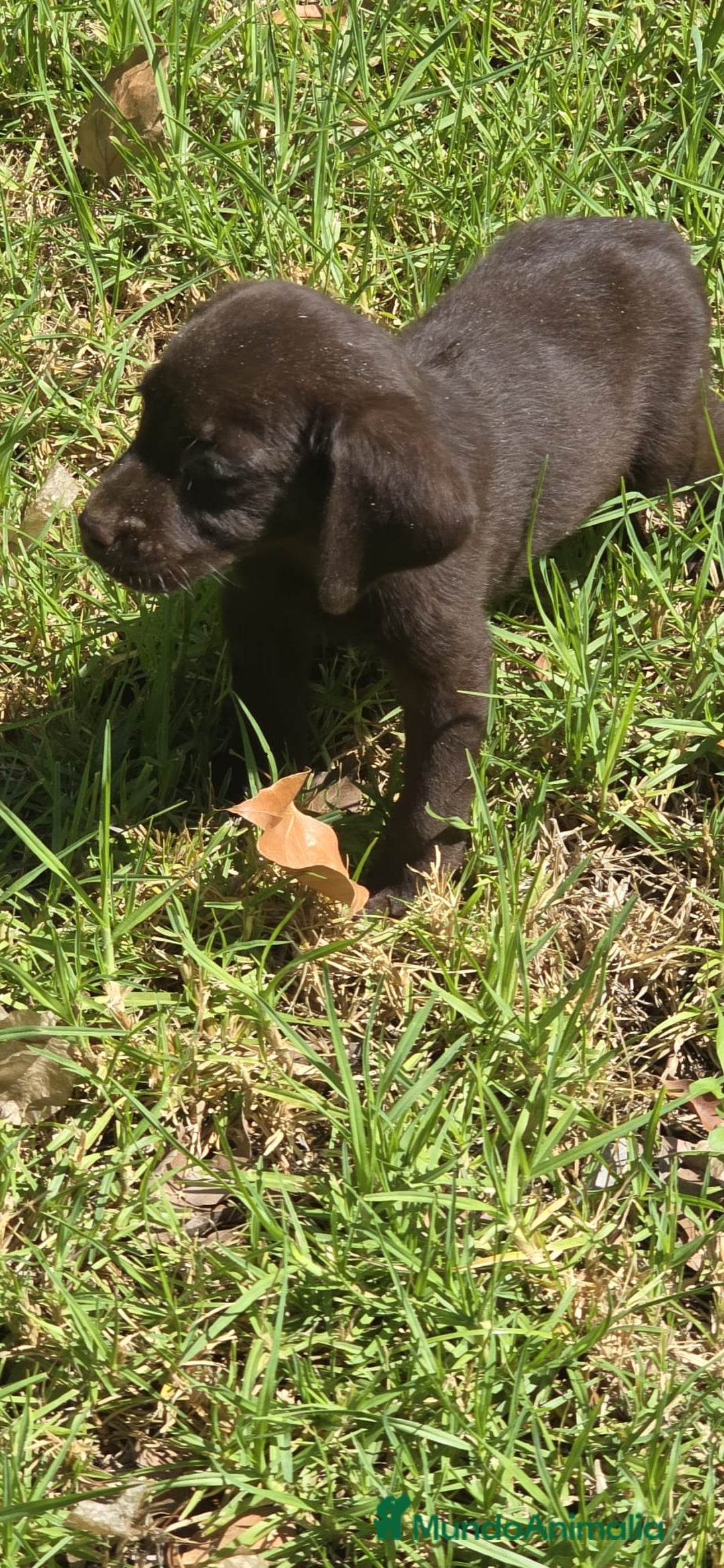 Labrador Retriever perros en venta: Labrador retriever  - Imagen 4