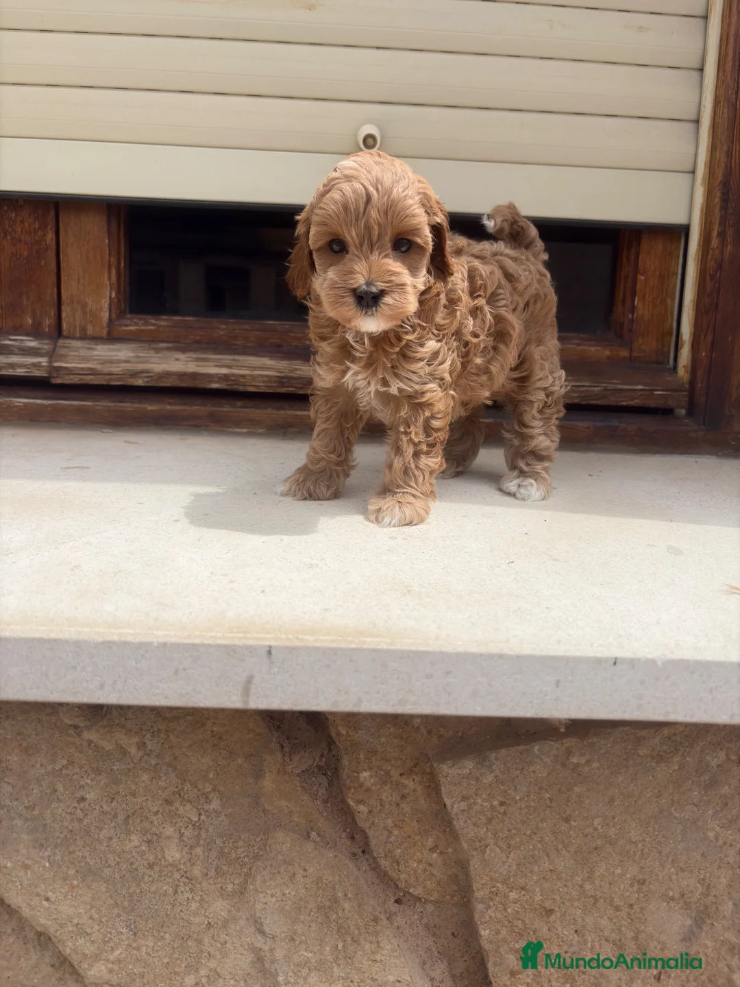 Maltipoo perros en venta: Maltipoo - Anuncio 6