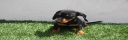 Teckel Miniatura perros en venta: Teckel Miniatura  - Anuncio 6