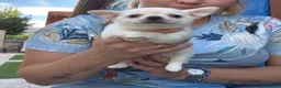 Chihuahua perros en venta: Precioso macho chihuahua blanco - Anuncio 4