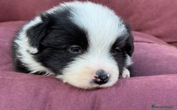 Border Collie perros en venta: Impresionantes Border Colliec - Imagen 2