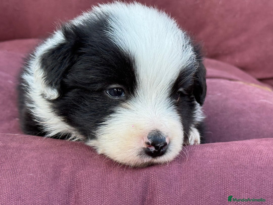 Border Collie perros en venta: Impresionantes Border Colliec - Imagen 2