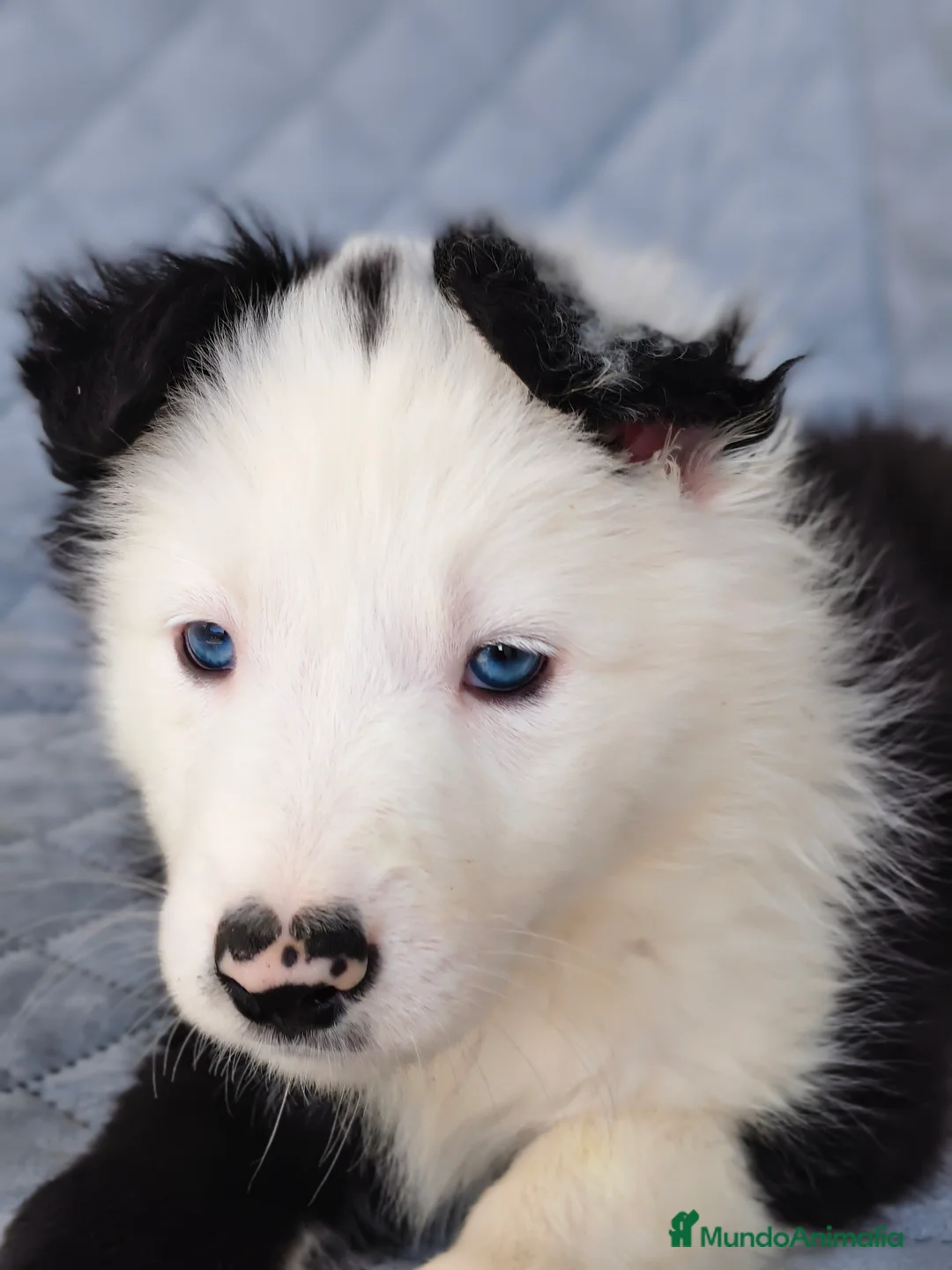 Border Collie perros en venta: BORDER COLLIES  - Anuncio 5