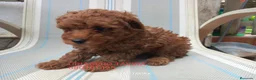 Caniche Toy perros en venta: Cachorros caniche toy rojo poodle. - Anuncio 10