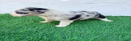 Border Collie perros en venta: Border Collie merle blue - Anuncio 4