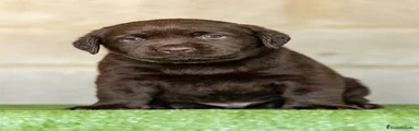 Labrador Retriever 3
