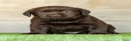 Labrador Retriever perros en venta: LABRADOR CHOCOLATE DISPONIBLE - Anuncio 3