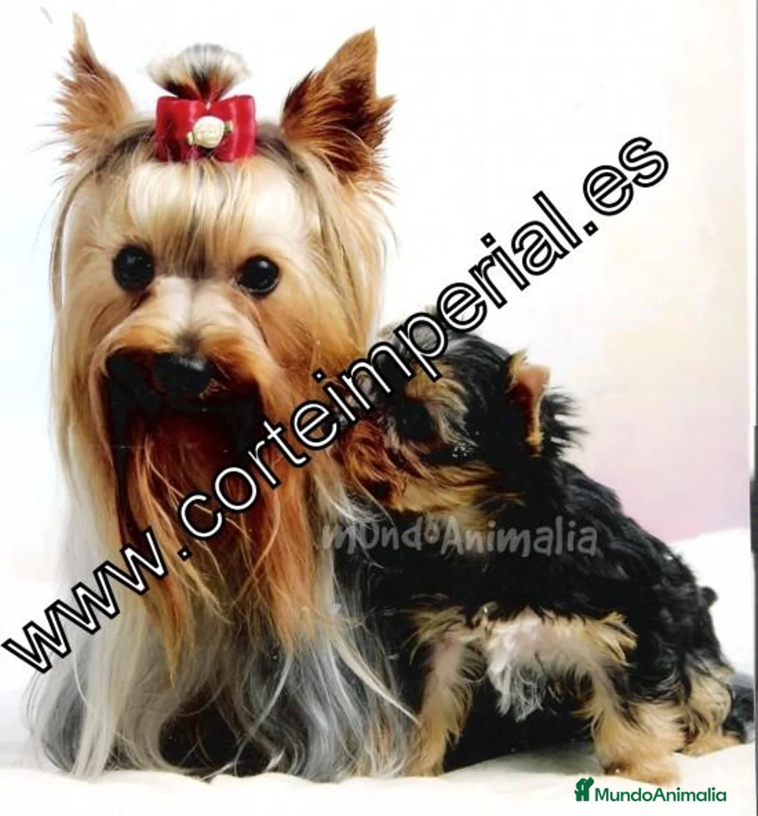 Imagen de galería {{count}}