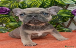 Bulldog Francés perros en venta: Bulldog francés minis guapísimos  - Anuncio 2