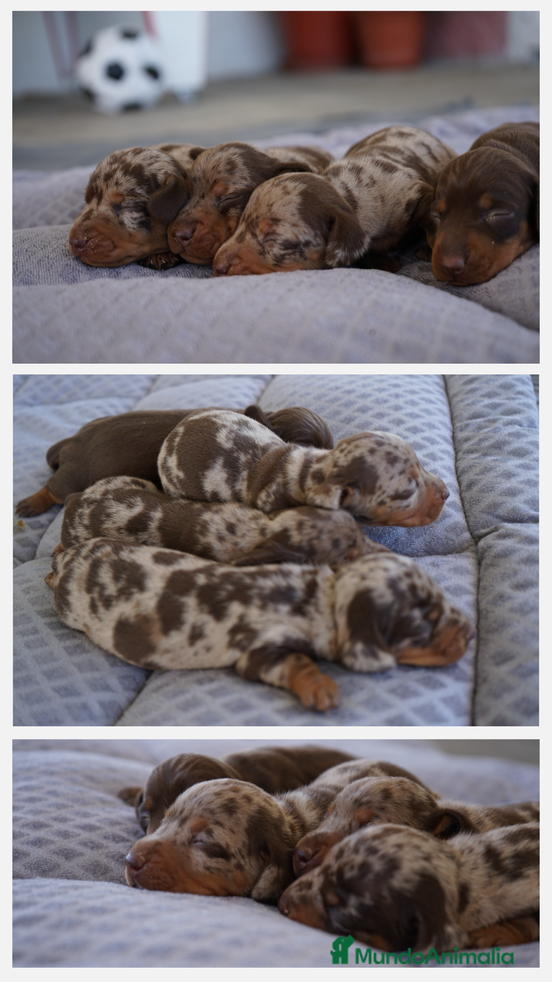 Teckel Miniatura perros en venta: 🌀 TECKEL MINIATURA ARLEQUÍN CHOCOLATE 🌀 - Imagen 1