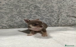 Chihuahua perros en venta: Chihuahua macho toys - Imagen 8