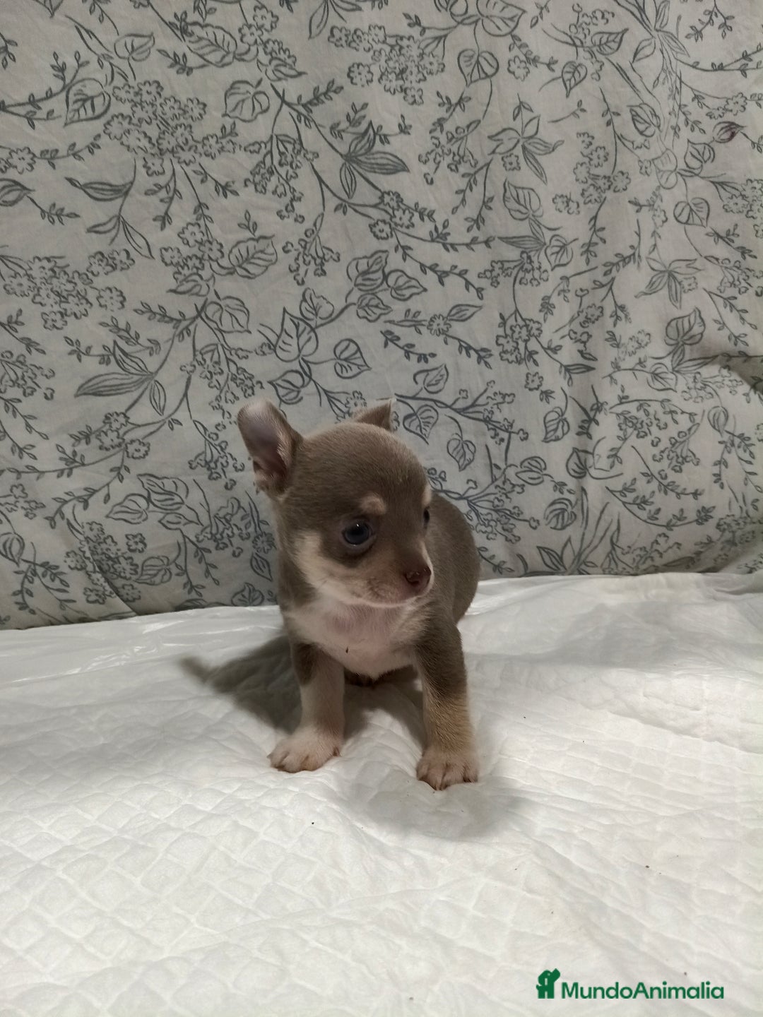 Chihuahua perros en venta: Chihuahua macho toys - Imagen 8