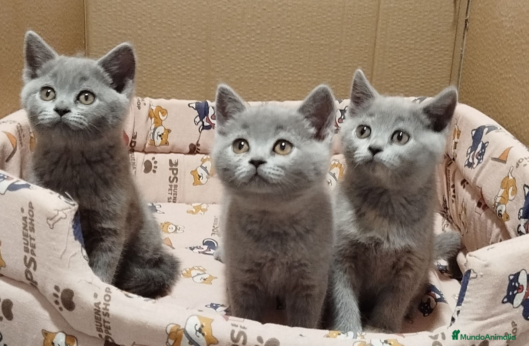 Británico de Pelo Corto gatos British Shorthair  - Anuncio 1