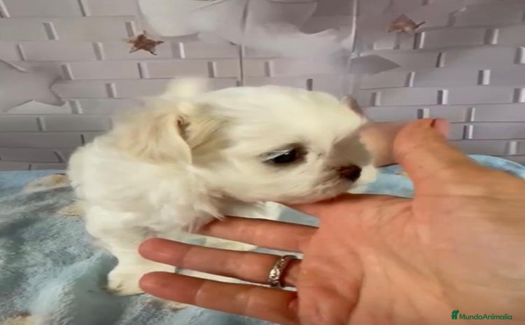 Bichón Maltés perros - Anuncio 1