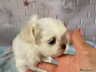 Bichón Maltés perros - Anuncio 1