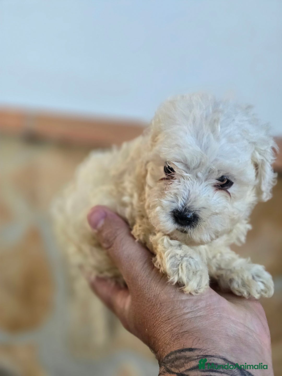 Caniche Toy perros en venta: Caniche toy blanco - Imagen 2