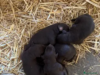 Dobermann perros Espectaculares Doberman chocolate en Sevilla - Anuncio 1