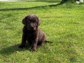 Labrador Retriever perros en Salamanca - Anuncio 9