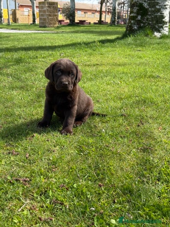Labrador Retriever perros en Salamanca - Anuncio 2