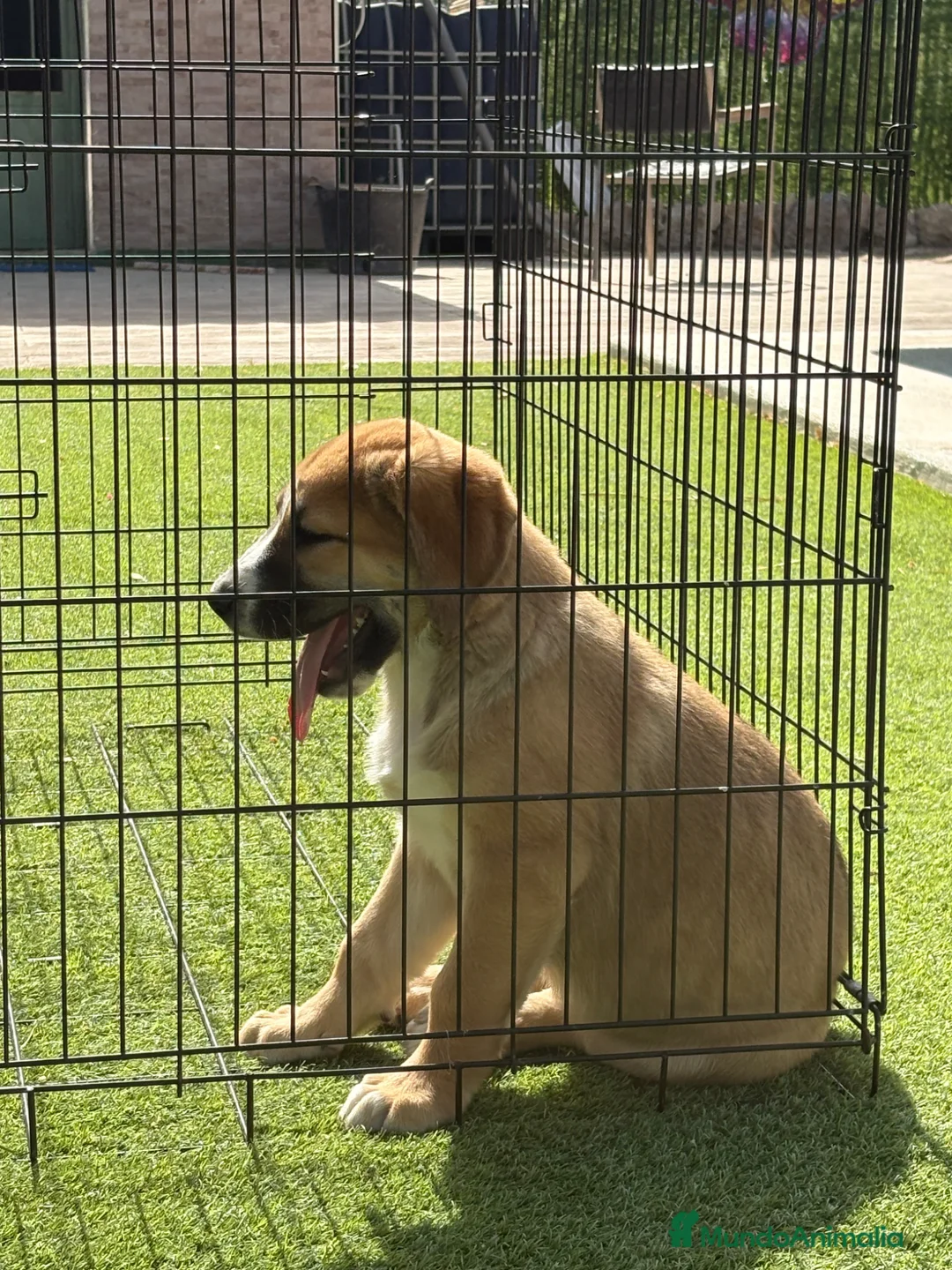 Pastor de Asia Central perros en venta: Hembra de Alabai  - Anuncio 2