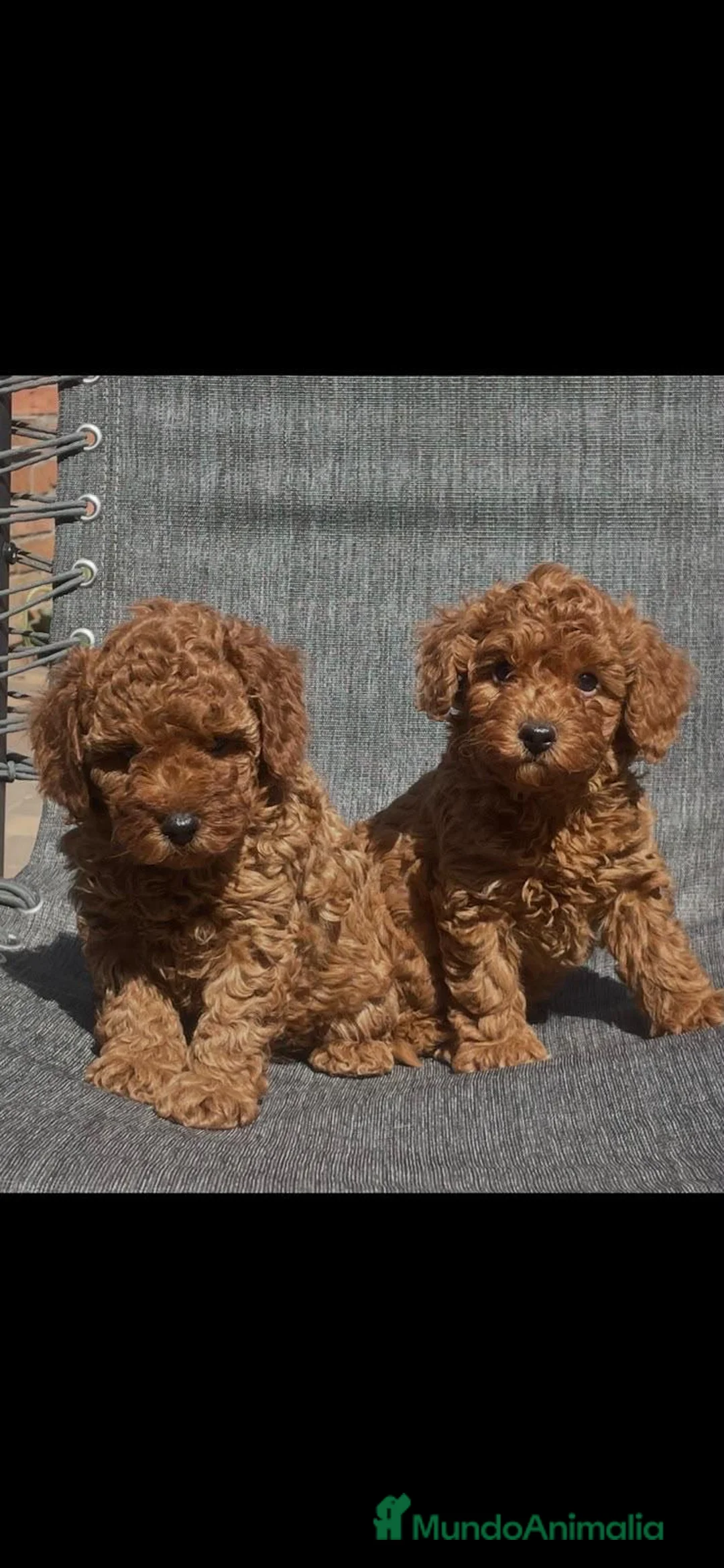 Caniche Toy perros en venta: ‼️‼️CANICHES ROJOS 50% ASIÁTICOS  - Anuncio 1