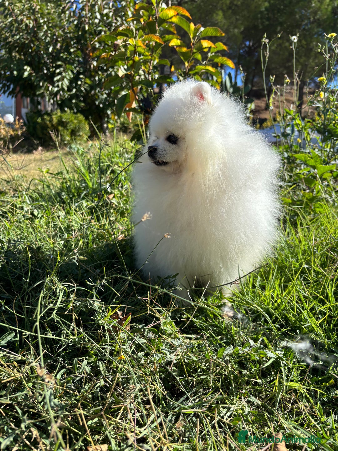 Pomerania perros en venta: Pomeranias macho y hembra disponible  - Anuncio 8