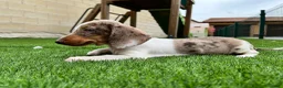 Teckel perros en venta: Teckel  - Anuncio 2