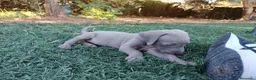 Weimaraner perros en venta: Hembrita Weimaraner  - Anuncio 5