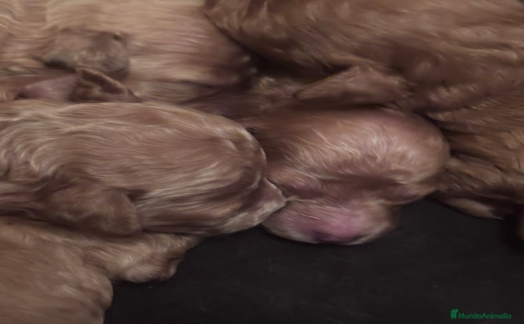 Caniche Toy perros - Anuncio 4