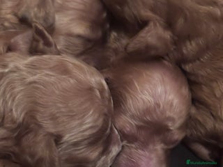 Caniche Toy perros - Anuncio 4