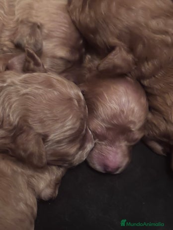 Caniche Toy perros - Anuncio 4