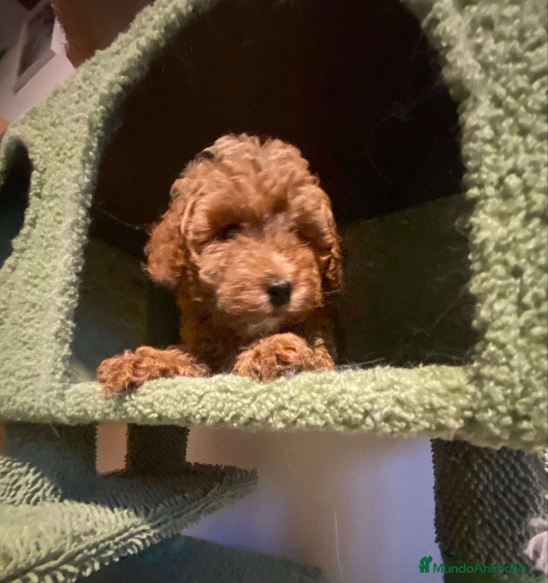 Caniche Enano perros en venta: Preciosos Caniches  - Imagen 5