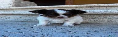 Chihuahua 3