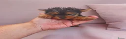 Yorkshire Terrier perros en venta: Yorkshire terrier hembra toy - Anuncio 3