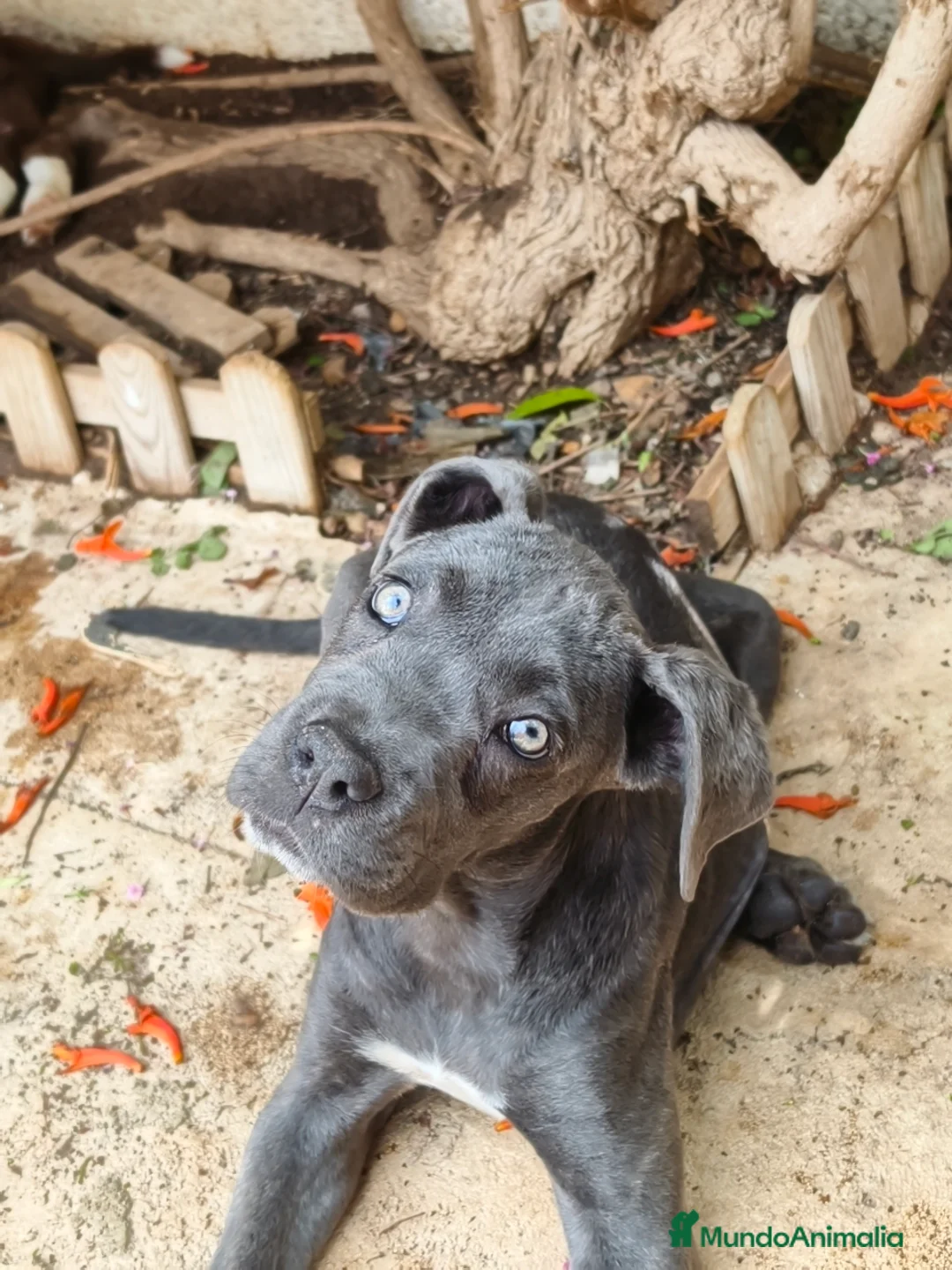 Cane Corso perros en venta: Cane corso  - Anuncio 1