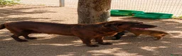 Labrador Retriever perros en venta: Labrador retriever  - Anuncio 2