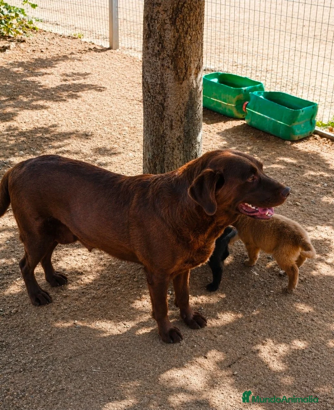 Labrador Retriever perros en venta: Labrador retriever  - Anuncio 2
