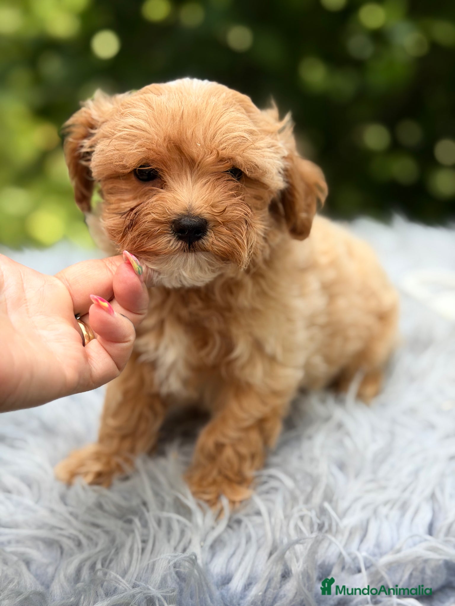 Maltipoo perros en venta: Maltipoo Minitoy macho  - Anuncio 8
